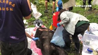 黑熊脫困後免截肢　傷痕累累熊舍療養