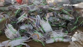 萬里蟹季現捕現吃　民眾中秋擠爆漁港