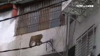 北市猴出沒　社區竄爬電線還趴窗