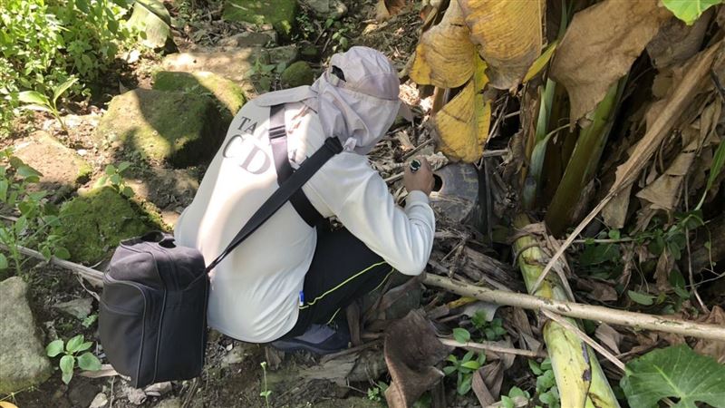 累計30人！登革熱新北三峽群聚再增