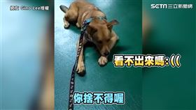 ▲Bruno要和爸比分離的前一天，在停車場耍賴表示不捨。（圖／網友 Gino Lee、Chewie Lee授權）