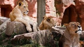 獅子 母獅 獅群（圖／翻攝自pixabay）