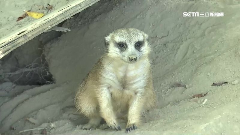 中秋遊頑皮世界　沙漠主題狐獴站高高