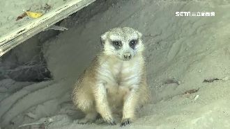 中秋遊頑皮世界　沙漠主題狐獴站高高