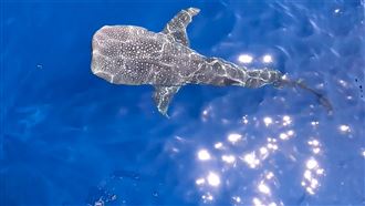 鯨鯊現花蓮外海　遊客直呼幸運