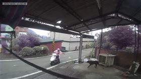 雲林,毒狗,動物防疫所