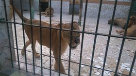 ▲非洲塞內加爾動物園工作人員被獅子咬。（圖／翻攝自推特）