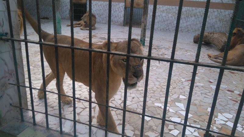 動物園員工白目「弄獅」　慘遭教訓
