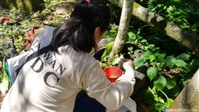 疾管署防疫人員持續加強新北市三峽區五寮里等高風險區域之孳生源查核。（圖／疾病管制署提供）