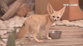 埔心牧場童樂會！瘋唱跳搶看耳廓狐