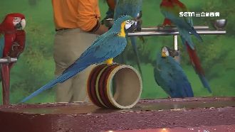 看鸚鵡表演好療癒　頑皮世界吸親子客