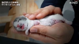 幼貓突休克　他狂按半小時與死神拔河