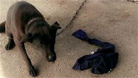 雲林,毒狗,動物防疫所