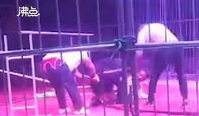 馬戲團黑熊失控攻擊馴獸師（圖／翻攝自微博）