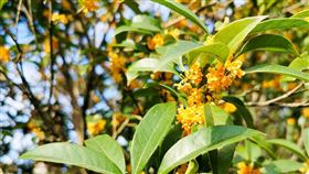 桂花,賞花 圖／Pixabay