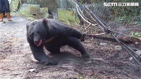 台灣黑熊誤觸套山豬鋼索　掙扎畫面曝（圖／翻攝畫面）