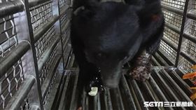 台灣黑熊恢復狀況／東勢林區管理處提供