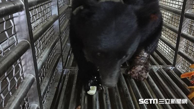 3度中陷阱濺血　台灣黑熊恢復狀況曝