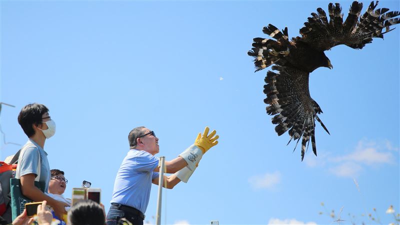 中途之家伸援手　2隻大冠鷲重返天空