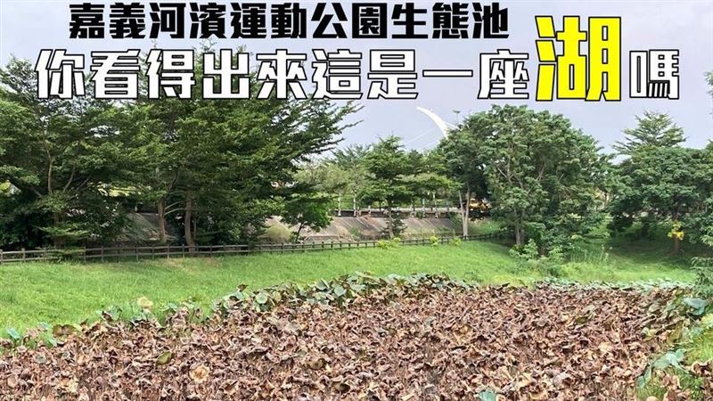 監督嘉市荷花枯萎　遭網酸聽過秋天？