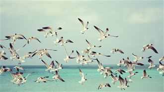 濟航空難失事前詭異黑影！疑撞10倍大鳥群