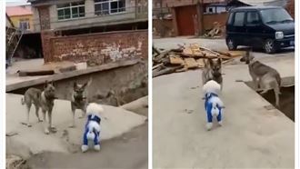 「狗界女神」現身　牠猛盯卻尷尬落河