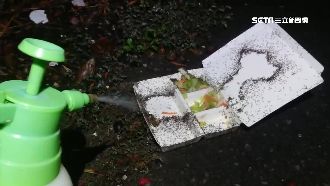 3小時抓1.8萬隻　琉璃蟻侵襲中埔