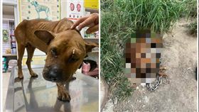 宛如煉獄！苗栗驚見屠狗場…遍地狗屍（圖／翻攝畫面）