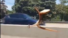 爆廢公社,壁虎,轎車,吸附力