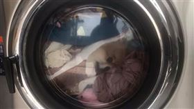 爆廢公社,自助洗衣,毛小孩,滾筒