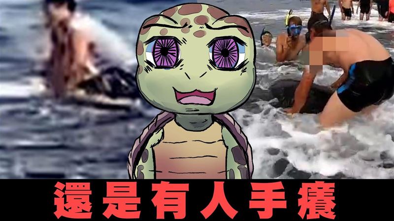 別摸海龜！海委會：講8百遍還是手癢