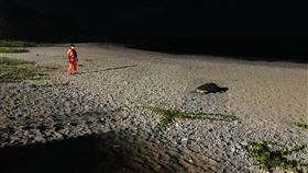 蘭嶼沙灘見綠蠵龜上岸產卵  海巡暖心守護蘭嶼紅頭嶼沙灘4日深夜喜見一隻綠蠵龜上岸產卵，民眾發現後通報海巡署，海巡人員抵達現場後在距離綠蠵龜約10公尺處戒護，暖心守護海龜媽媽平安完成產卵返回大海。（第一三岸巡隊提供）中央社記者李先鳳傳真　109年10月5日