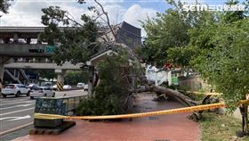 強風,樹倒,行道樹,陸橋,強