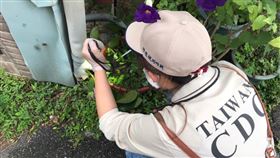 登革熱（圖／疾管署提供）