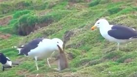 大黑背鷗,野兔,吞食,海豹,眼睛