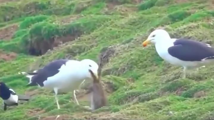 牠只花1分鐘...完食整隻野兔