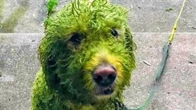 網友透露，白狗回家毛色竟變成螢光綠。（圖／翻攝自推特）