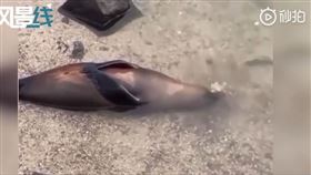 海豹睡覺吐泡泡（圖／翻攝自微博）