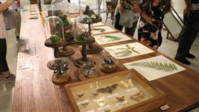 ▲「茶山學特展」展示多樣昆蟲及植物標本。（圖／新北市政府文化局提供）