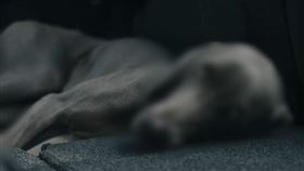 虐狗、打狗、狗狗示意圖／pixabay