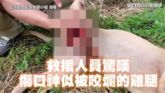 浪犬遭纏白骨外露　傷口神似咬爛雞腿