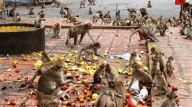 2名男子因為猴群的騷動而喪生。（圖／翻攝自推特） 