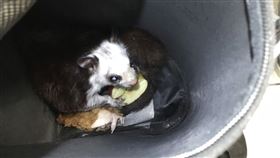 新北市，五股，白面鼯鼠，發抖，飼主