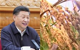 近期廣東爆出國家糧食儲備中轉庫混入了2500多噸鎘超標的毒稻穀，時間長達2年以上(示意圖/翻攝新華網、資料照)