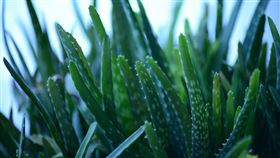 衛福部為維護國人健康及食用安全，於109年10月7日重新預告訂定「食品原料蘆薈之使用限制及標示規定」草案。（圖／翻攝自Pixabay）