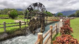 颱風不來持續缺水　池上2期稻罕見輪灌