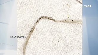 營養午餐吃到塑膠條　校：已通知廠商