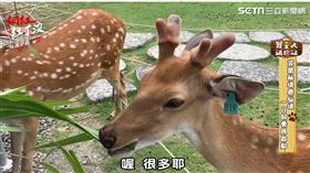 ▲只有公鹿才會長鹿茸（圖／社群中心提供）
