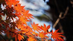 ▲秋天（圖／翻攝自pixabay）