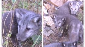 中國,黑龍江,山區,狐狸,放生（圖／翻攝自梨視頻）